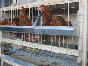 Курицы могут жить в клетках, что не влияет на яйценоскость