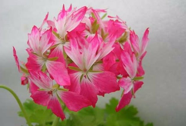 Сорт Peppermint Star Сорт Peppermint Star