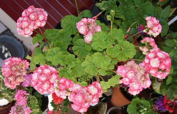 Сорт Apple Blossom Сорт Apple Blossom