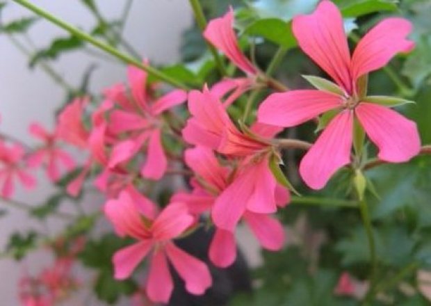 Сорт Cascade Pink Сорт Cascade Pink