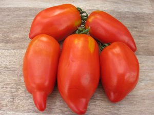 Как вырастить томат перцевидный, особенности посадки и ухода за растением