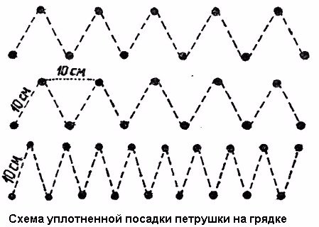 Схема посадки петрушки в открытом грунте расстояние между рядами и в ряду