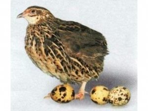 Яйценоскость птиц может упасть от переедания