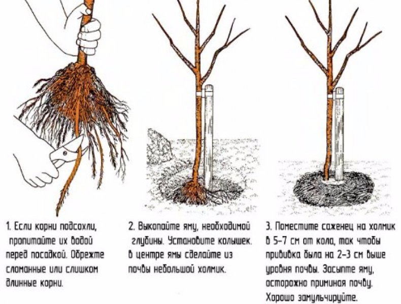 Груша - Рогнеда характеристика сорта и агротехника выращивания