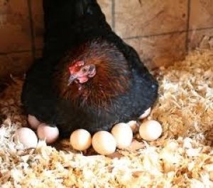 Наседкою может быть только курица, получена в результате естественной инкубации