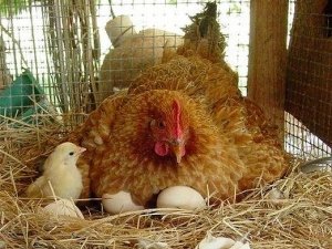 Нужно следить, чтобы курица не сошла с гнезда слишком рано