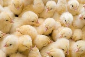 Как лечить и предотвратить болезни цыплят