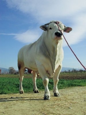 Коровы кианской породы имеют достаточно прочный костяк