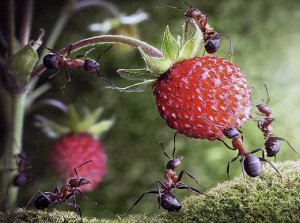 Вред муравьев