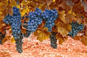 Обрезаем виноград осенью
