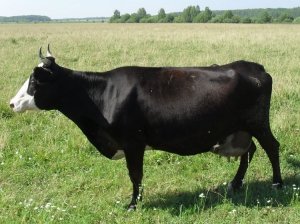 Вес быков ярославской породы средний
