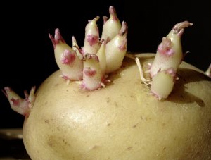 Прорастание картофеля