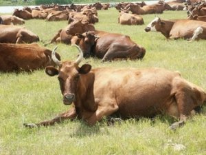 Откорм скота также возможен зелеными кормами