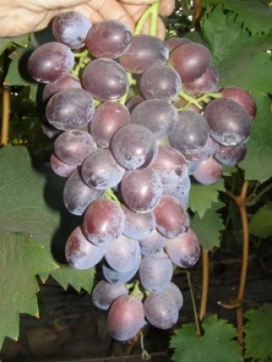 средняя масса грозди сорта «Атаман» 600-800 г