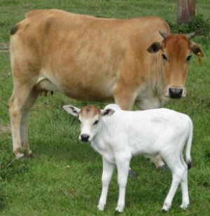 Пасти коров можно без привязи