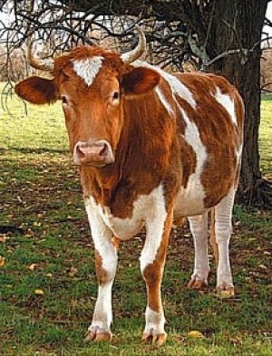 Важно не травмировать корову при подготовке к обрезке