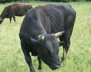Кормление быков-производителей