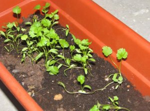 выращивание, кориандр, горшок, зелень, подоконник, садить кинзу