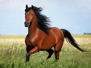 Лошади этой масти могут быть разных цветов