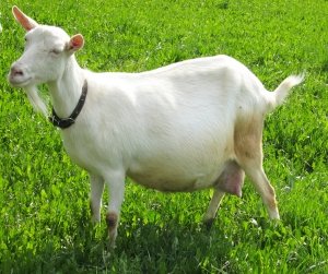 Как содержать молочных коз