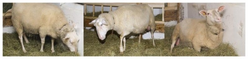 беременность, овца, указание, беременной овце, беременности овец