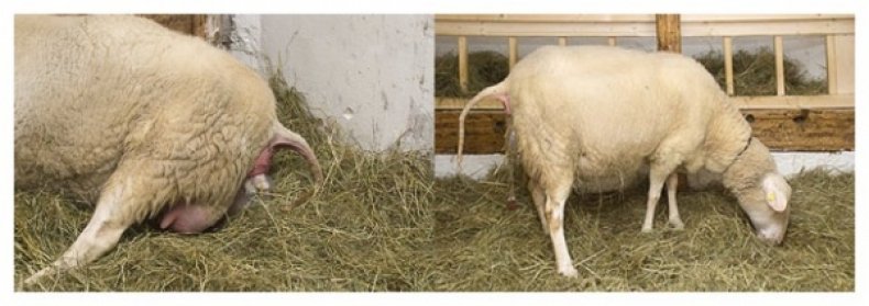 беременность, овца, указание, беременной овце, беременности овец