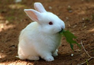 Породы кроликов-великанов