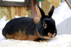Мех кроликов породы «Черно-бурый» - ценный