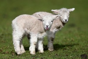 Овцы определяют ягнят по запаху