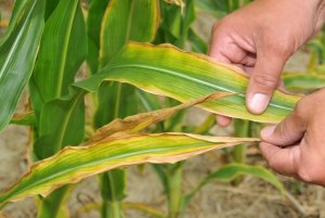 Признаки дефицита калия у кукурузы