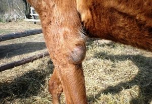 Появления бруцеллеза у коров