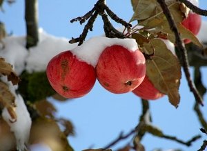 Яблони для Сибири