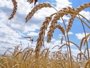 Пшеница очень сильно истощает почву