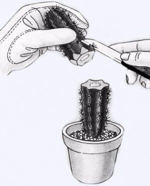 Черенкование кактусов