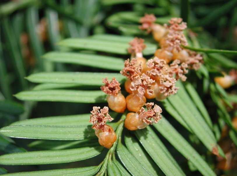 Как выбрать тис для дачи: описание видов и популярных сортов