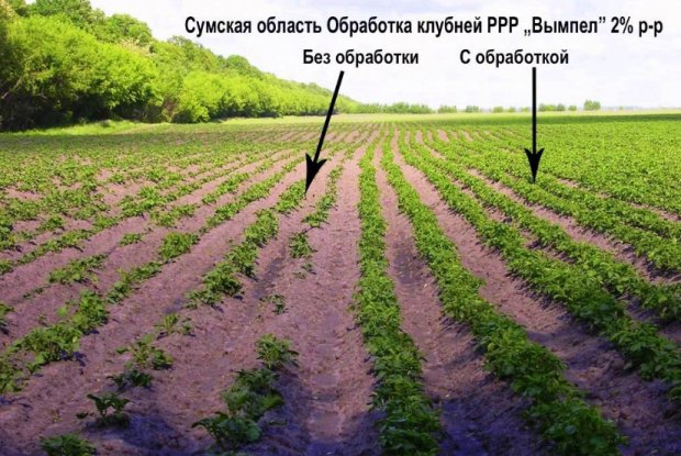 вымпел стимулятор роста инструкция