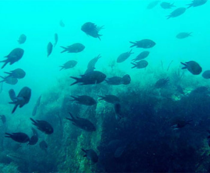Рыба ласточка фото черное море