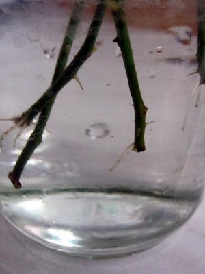 Выращивание шиповника из черенков