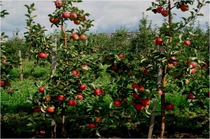 Сад яблонь