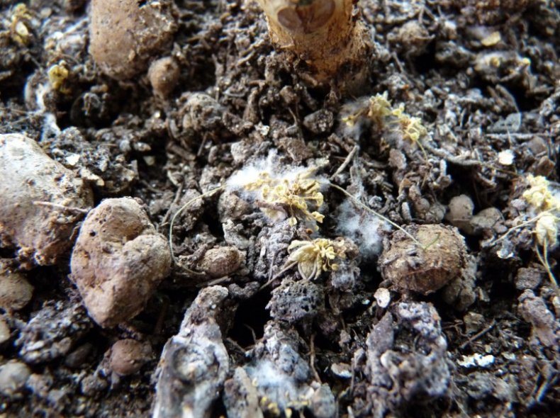 Пример поедания грибами остатков органики на поверхности грунта.
