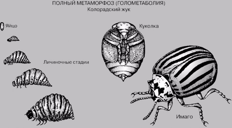 Жизненный цикл колорадского жука