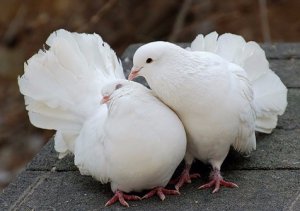 Советы по разведению голубей