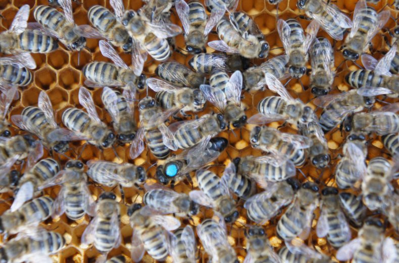 Горная серая кавказская порода пчел