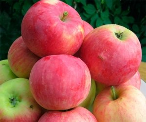 Яблоки сорта Мантет