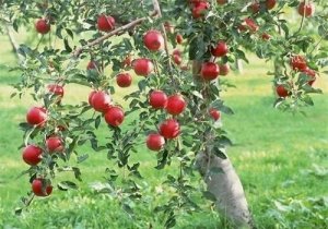 Яблоня с плодами