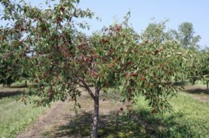 Дерево вишни