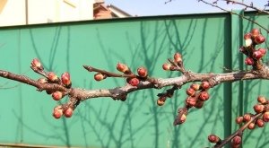 Дерево абрикоса весной