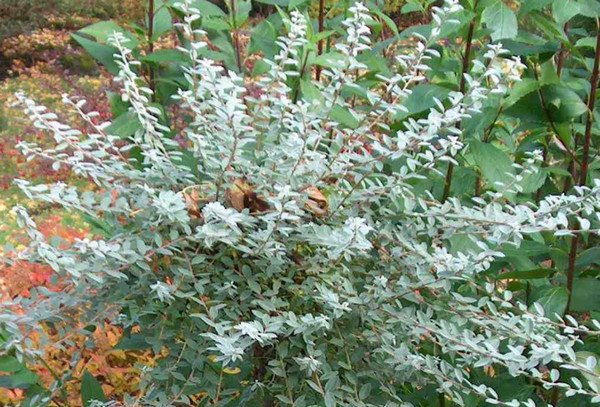 Распространенные виды ивы