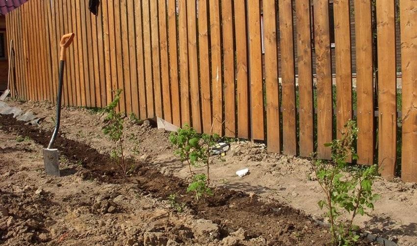 Малина "Карамелька": описание сорта и агротехника выращивания
