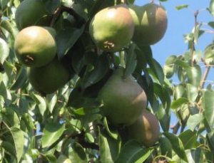 Плоды сорта «Сентябрина» могут весить 190 грамм